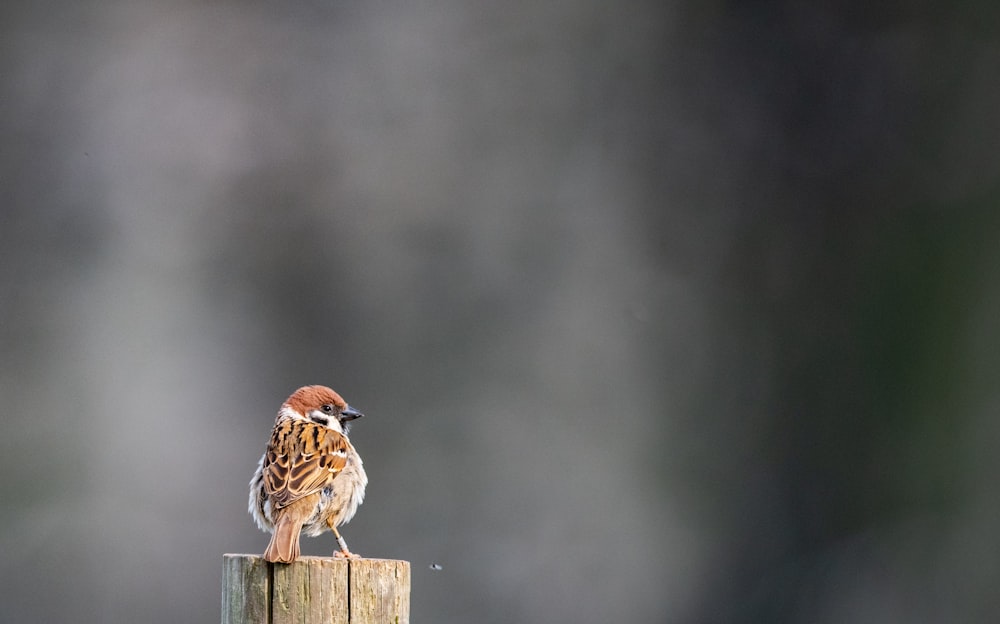 oiseau brun sur clôture en bois marron