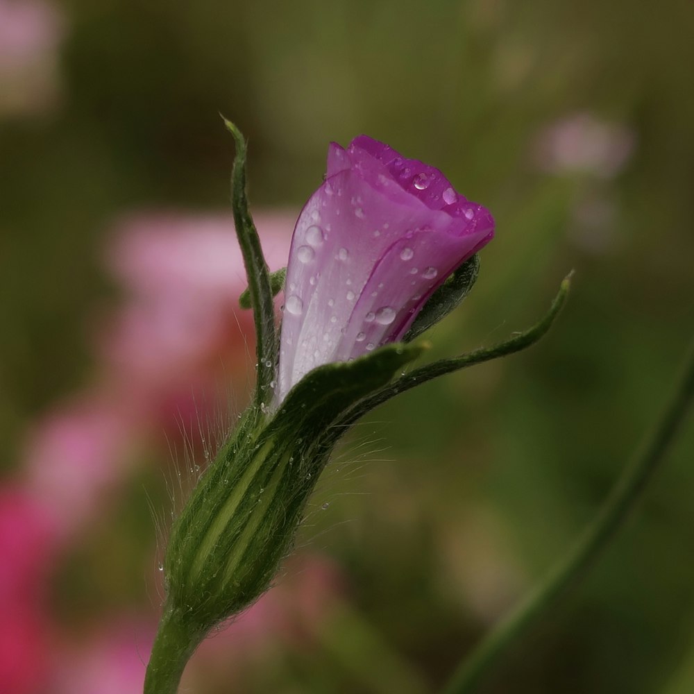 pink flower with water droplets