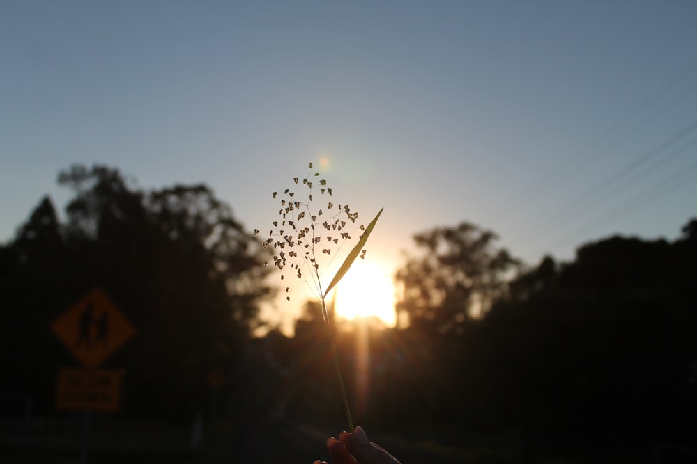 white dandelion flower during sunset
