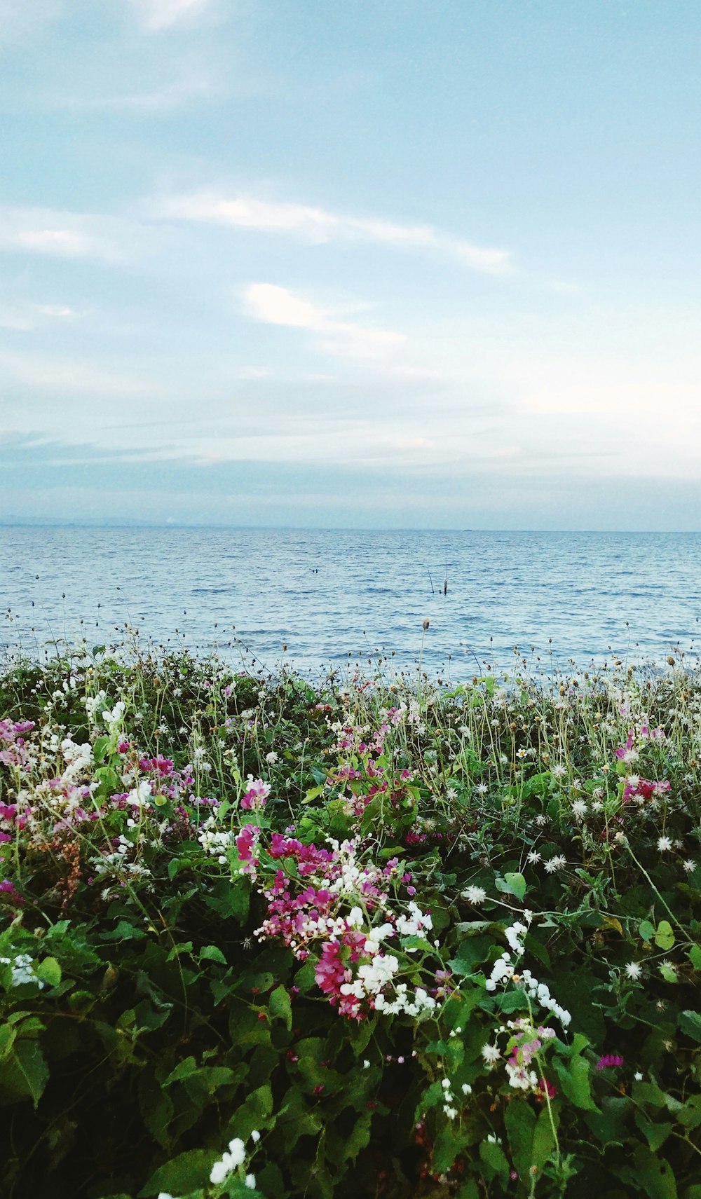 purple flower field near body of water during daytime