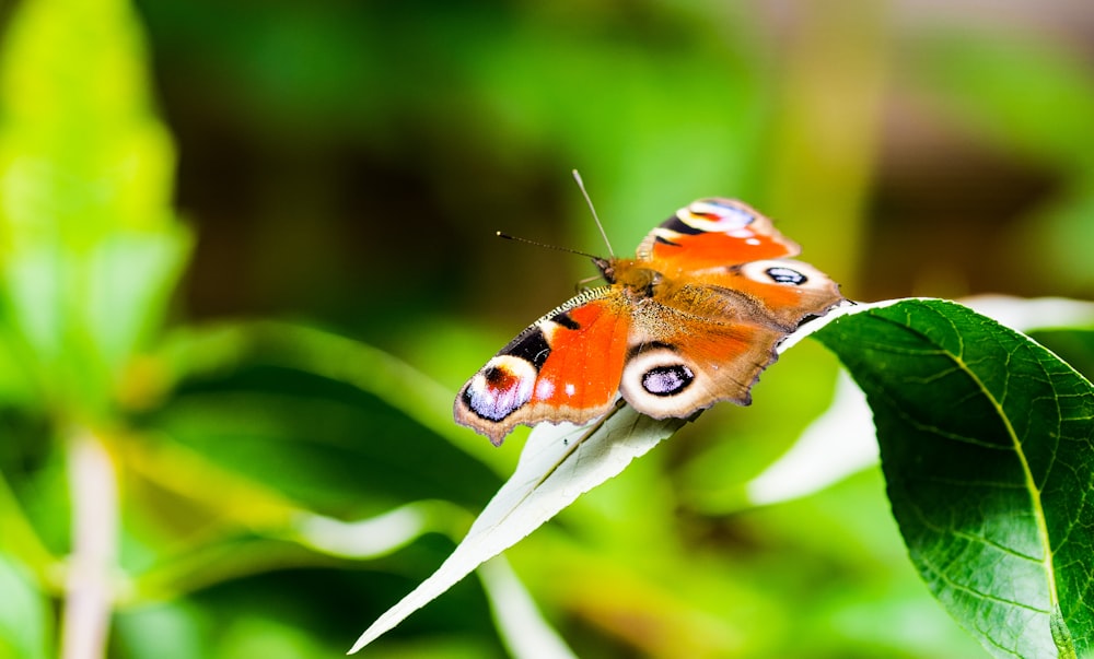 orangefarbener und schwarzer Schmetterling auf grünem Blatt in Nahaufnahmen während des Tages