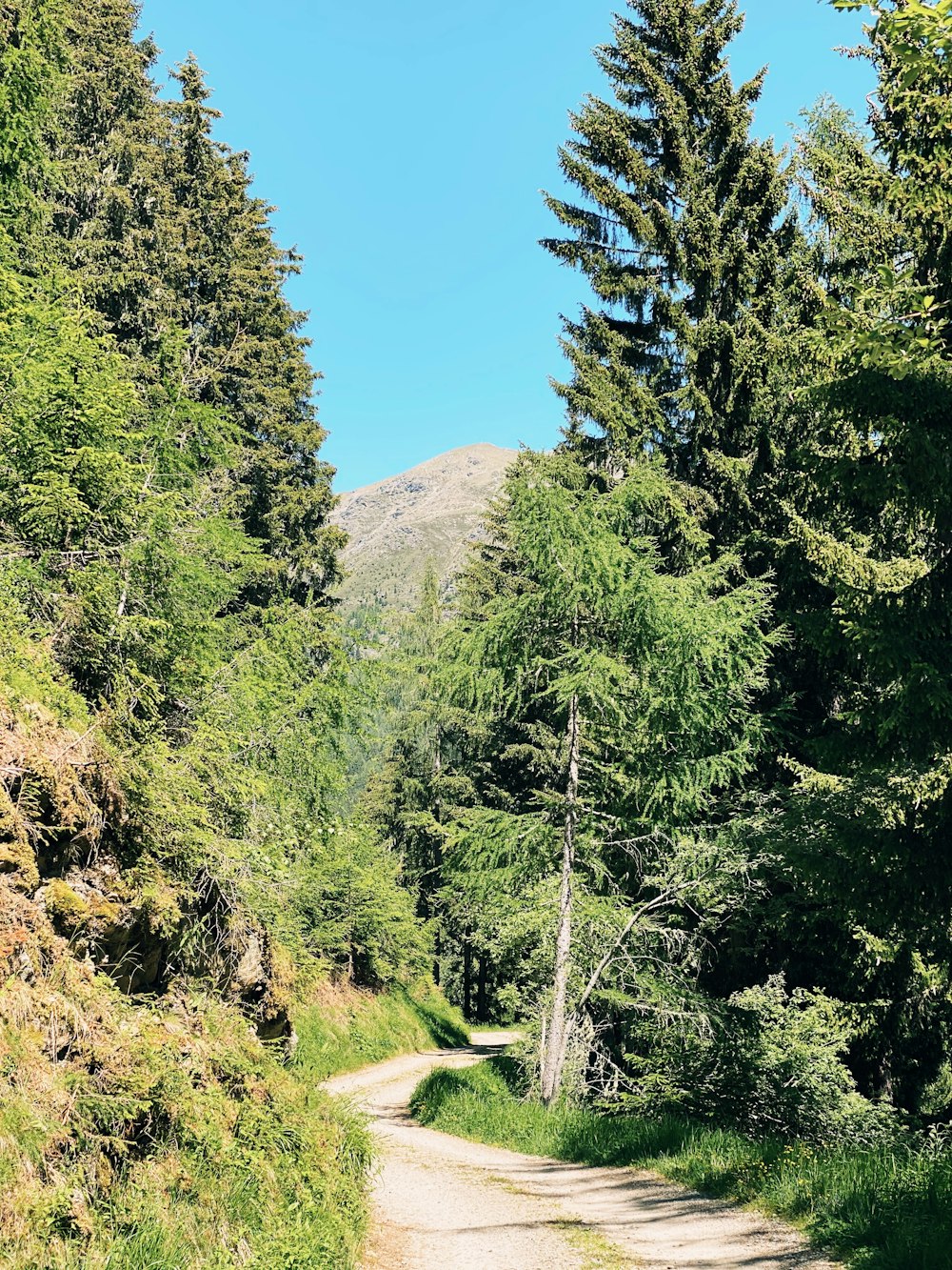 green trees near brown mountain under blue sky during daytime