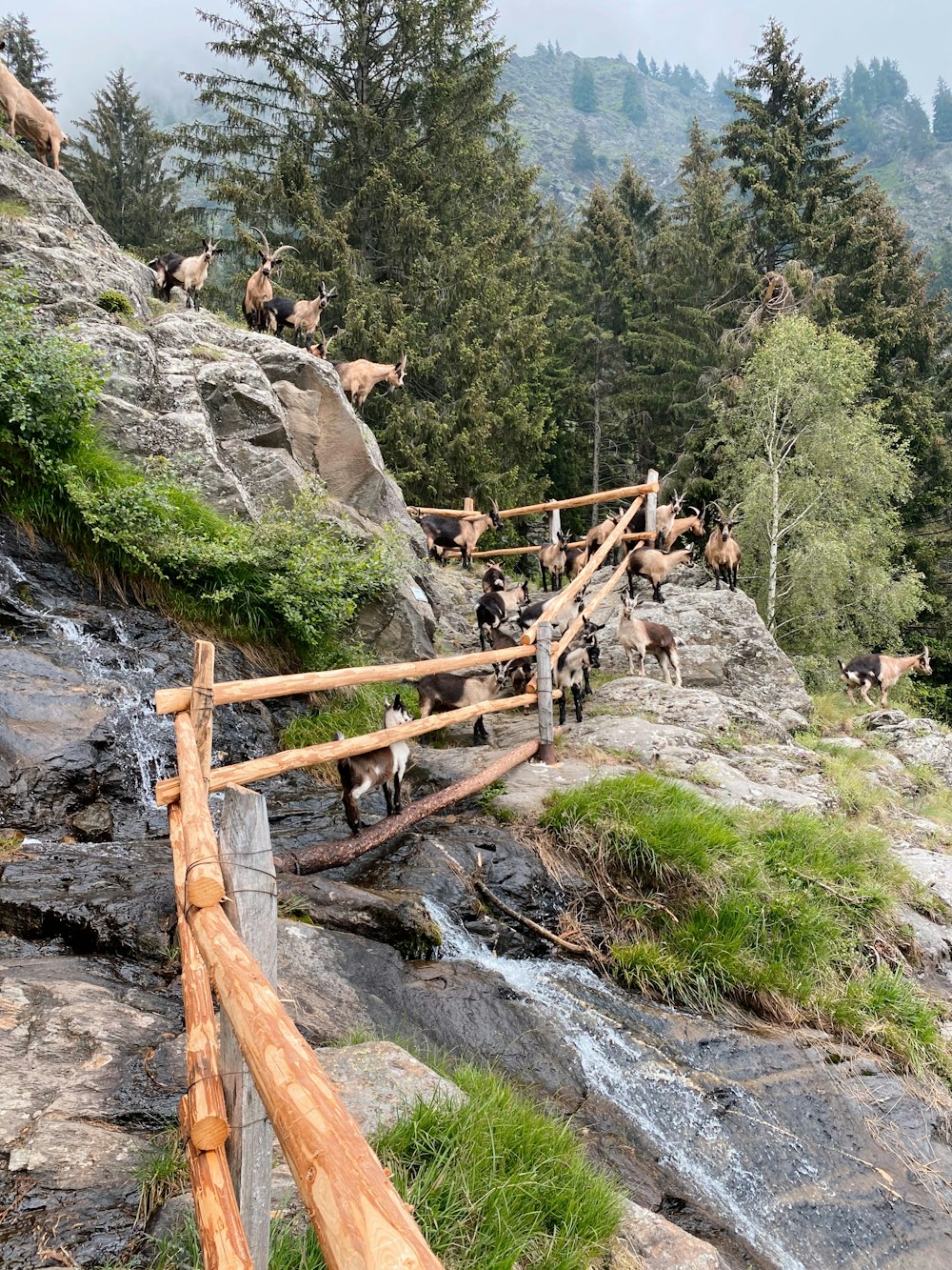 昼間、ロッキー山脈の茶色の木製の梯子に登る人々