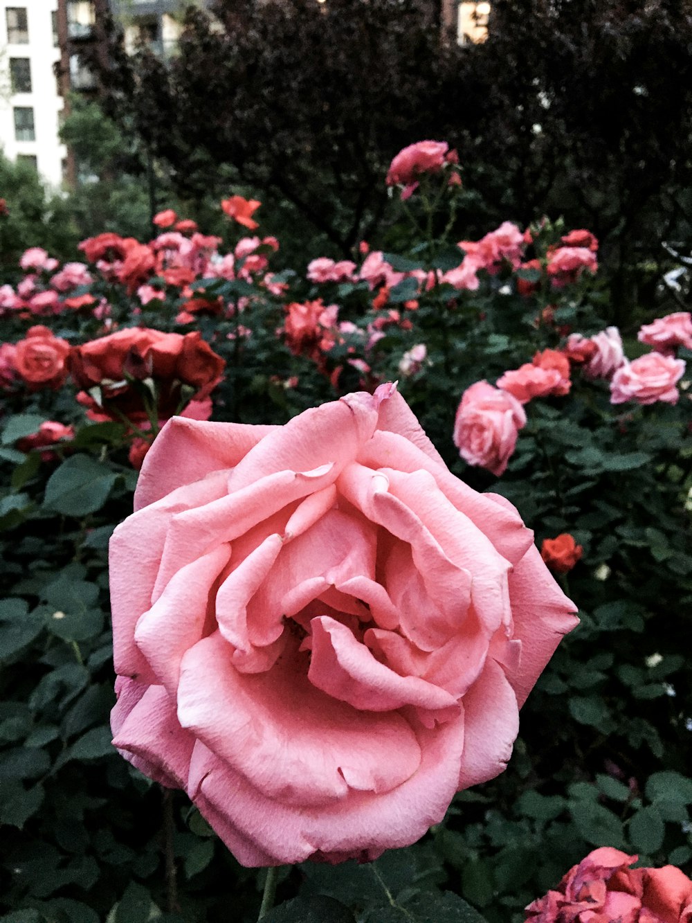Rosa Rose blüht tagsüber