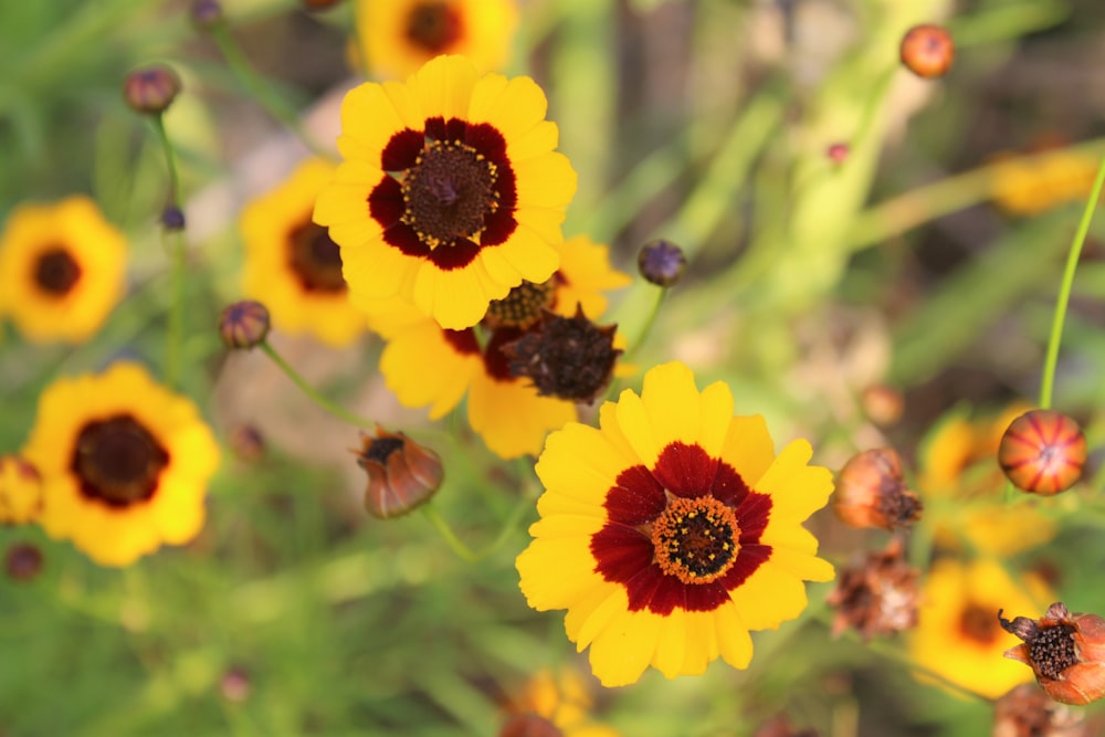 yellow and red flower in tilt shift lens