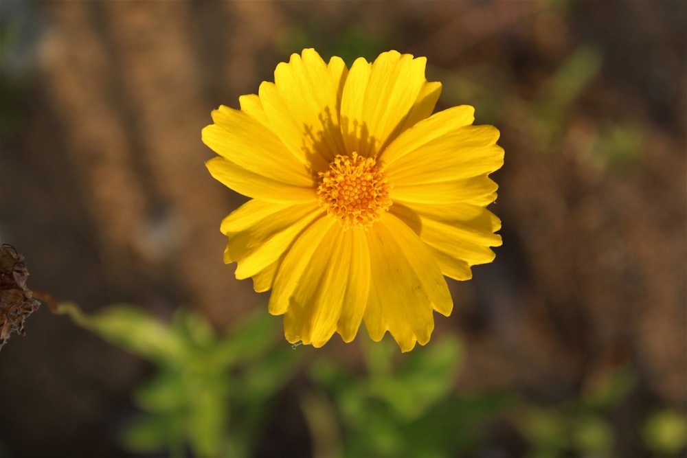 yellow flower in tilt shift lens