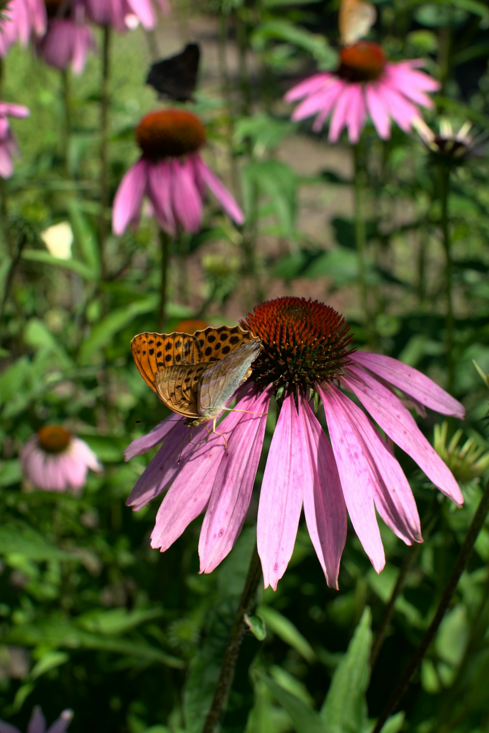 Brauner und schwarzer Schmetterling auf lila Blume