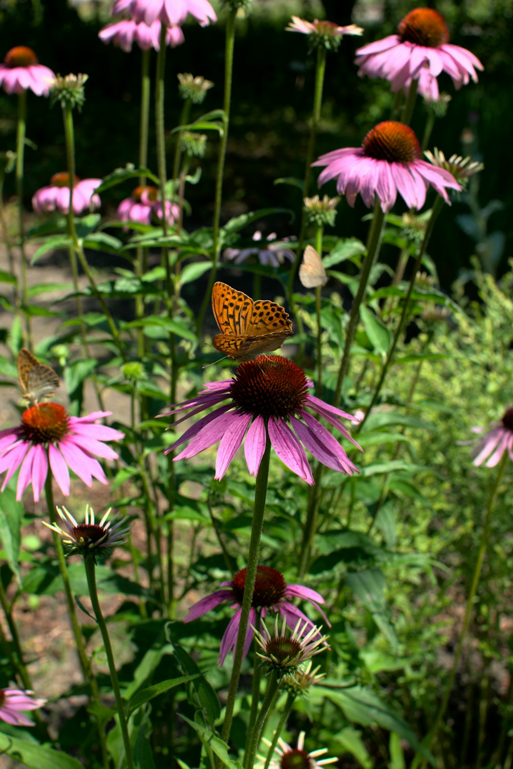 a butterfly sitting on a flower in a garden