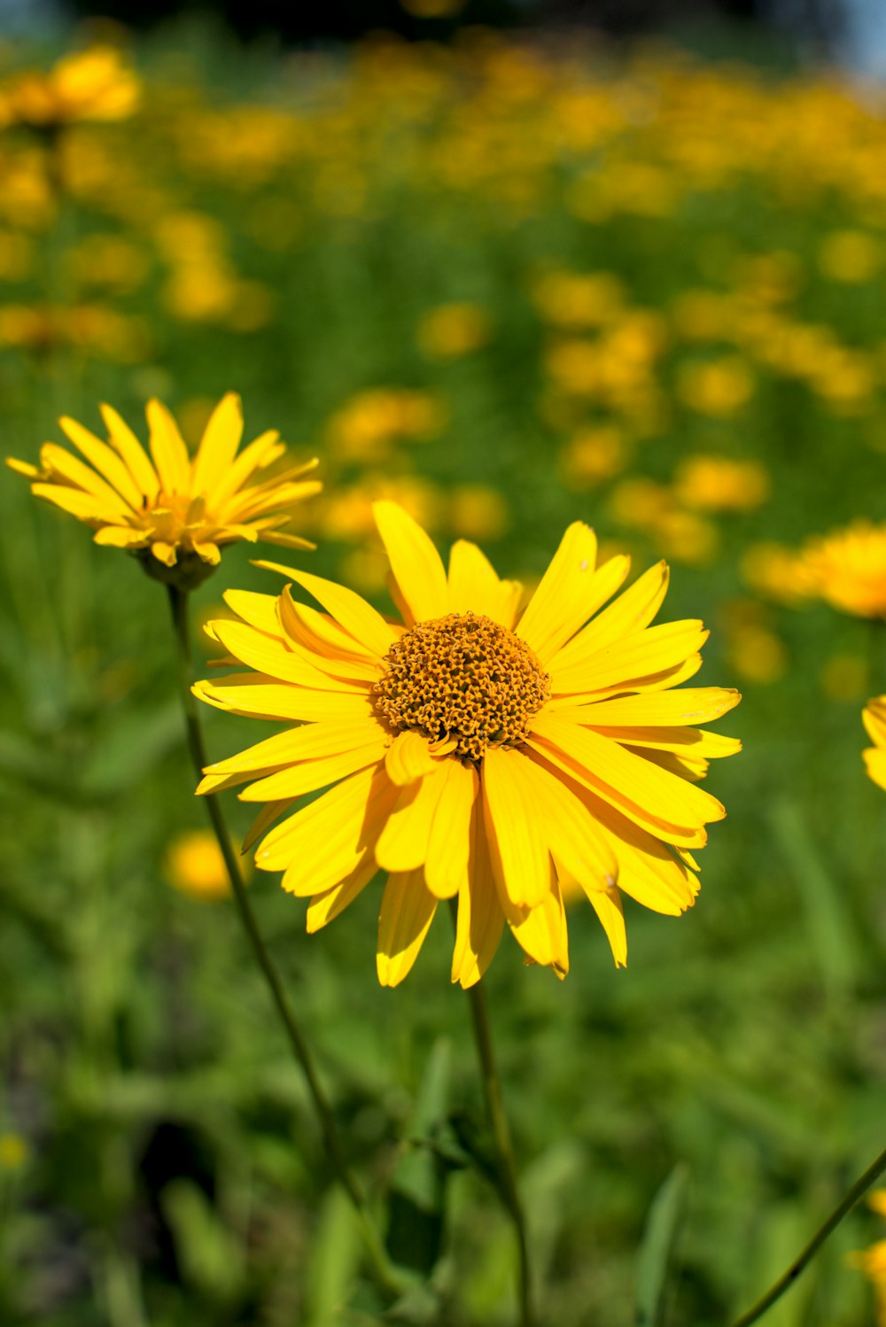 yellow flower in tilt shift lens