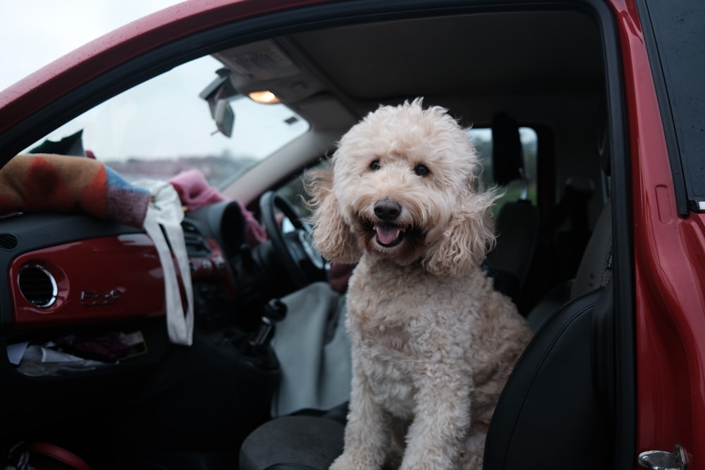 Cachorro de caniche blanco en el asiento del automóvil