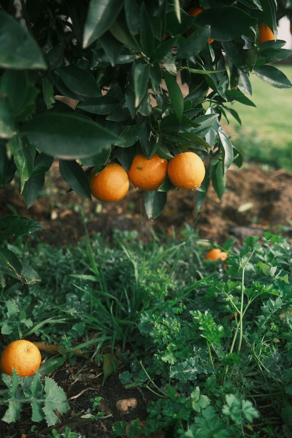 orange fruits on green grass during daytime