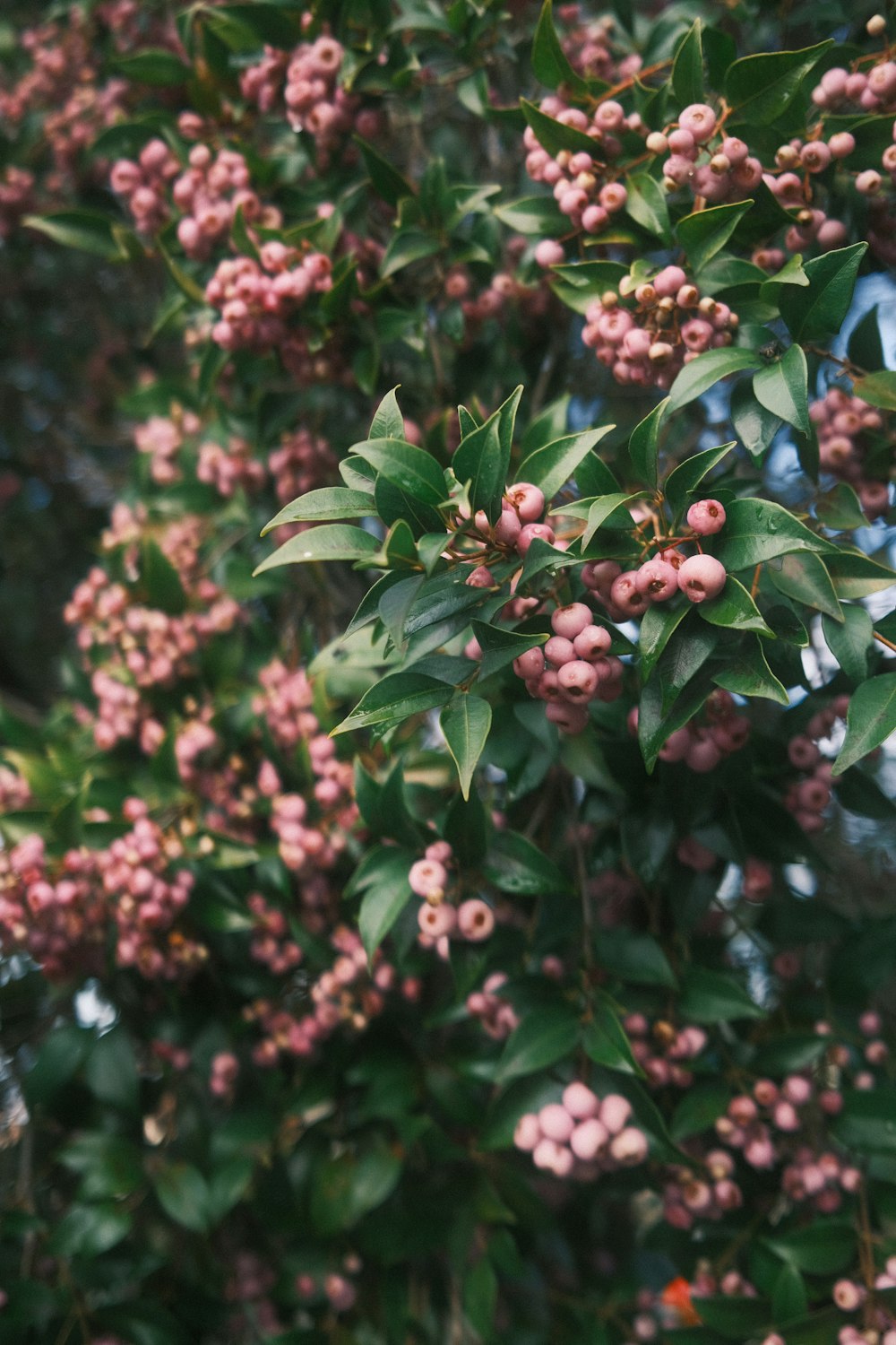 red and green flower buds