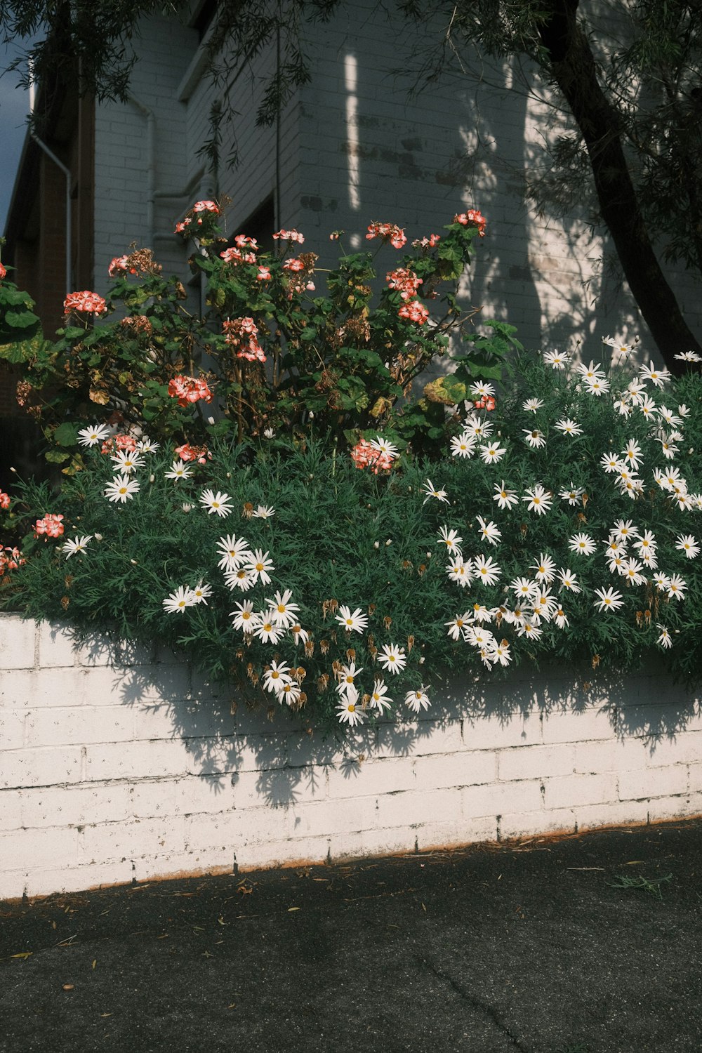 white and red flowers on white wall