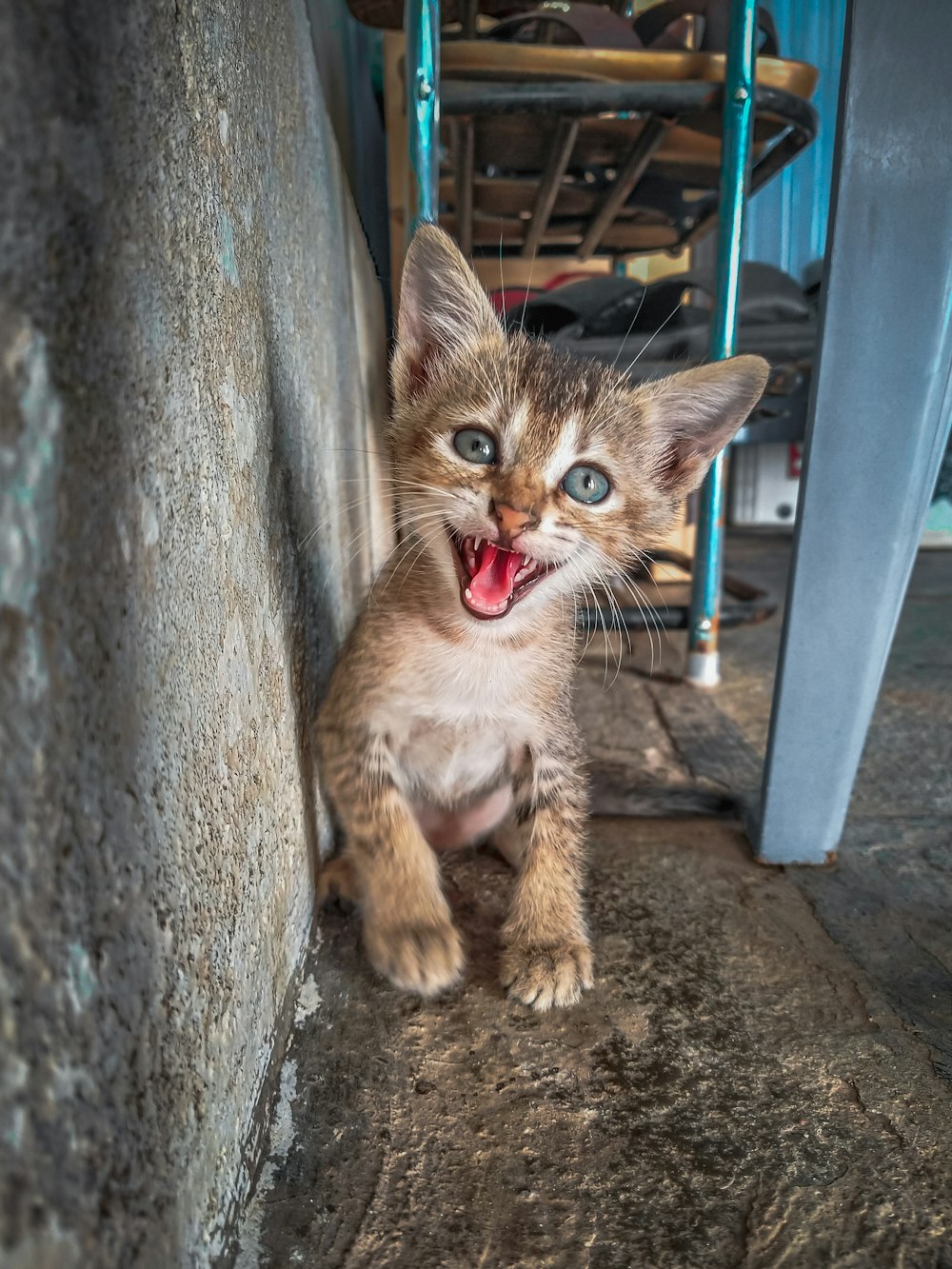 brown tabby kitten on gray concrete floor