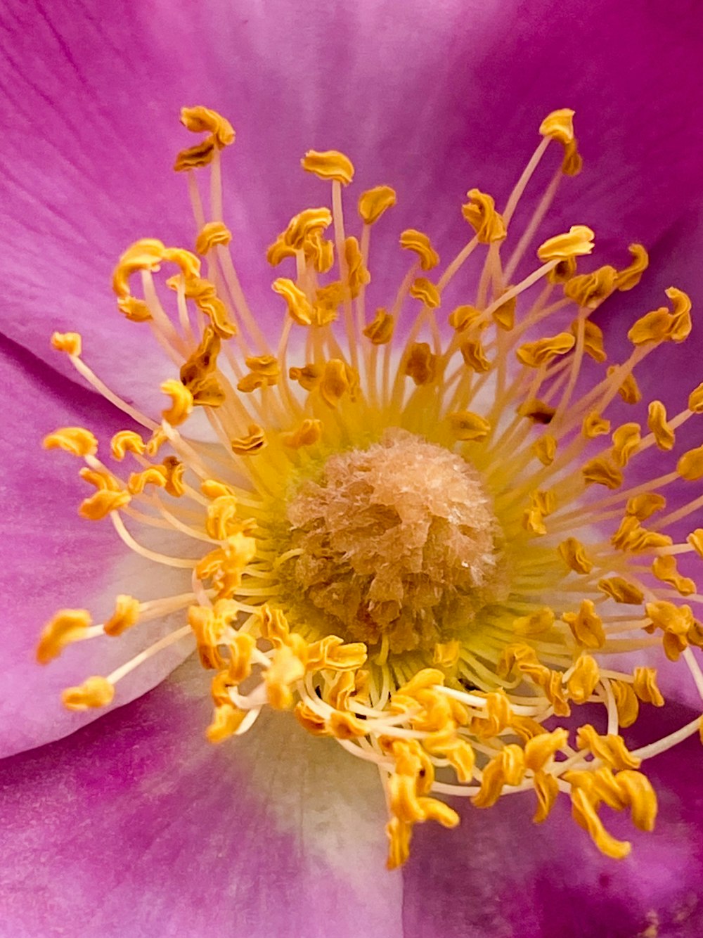 Rosa und gelbe Blume in der Makrofotografie