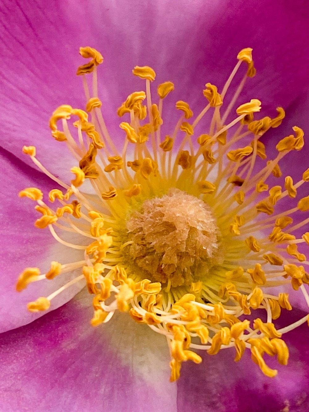 매크로 사진의 분홍색과 노란색 꽃