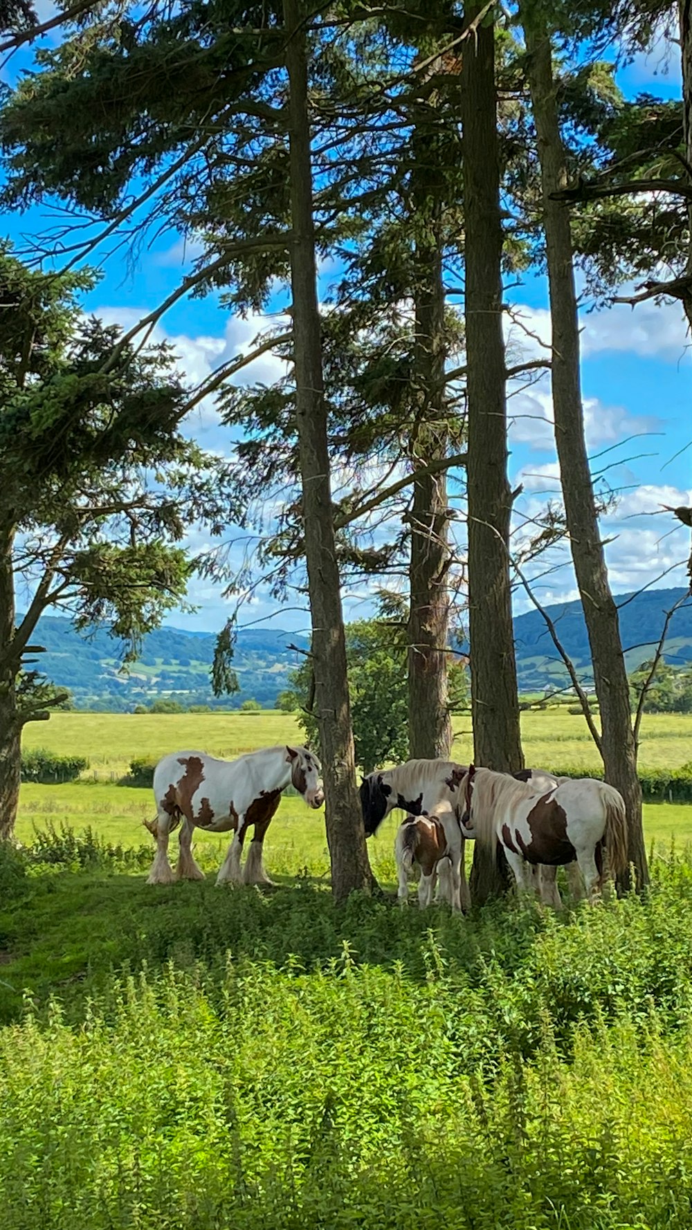 white and brown horses on green grass field during daytime