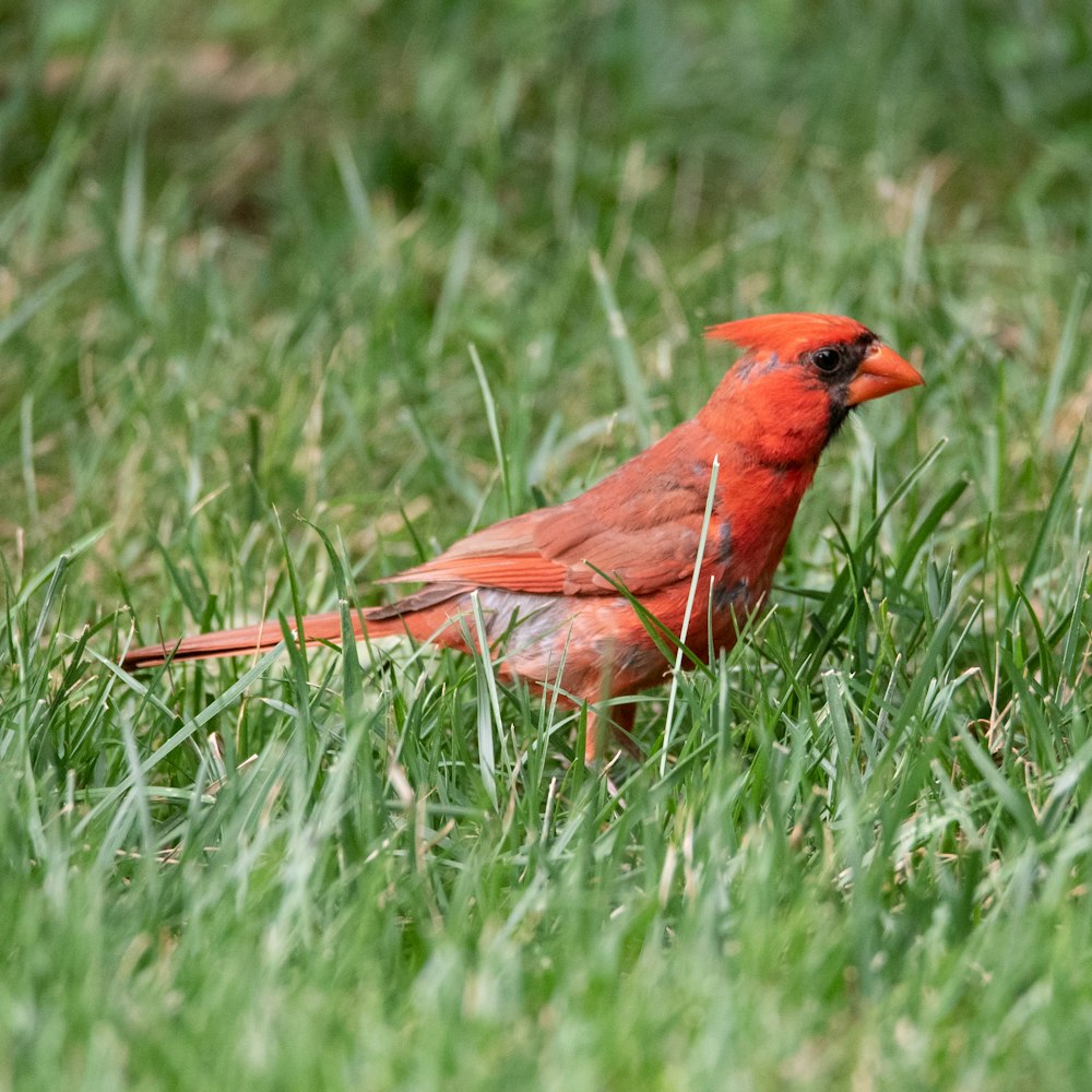 昼間の緑の芝生の上の赤い枢機卿の鳥