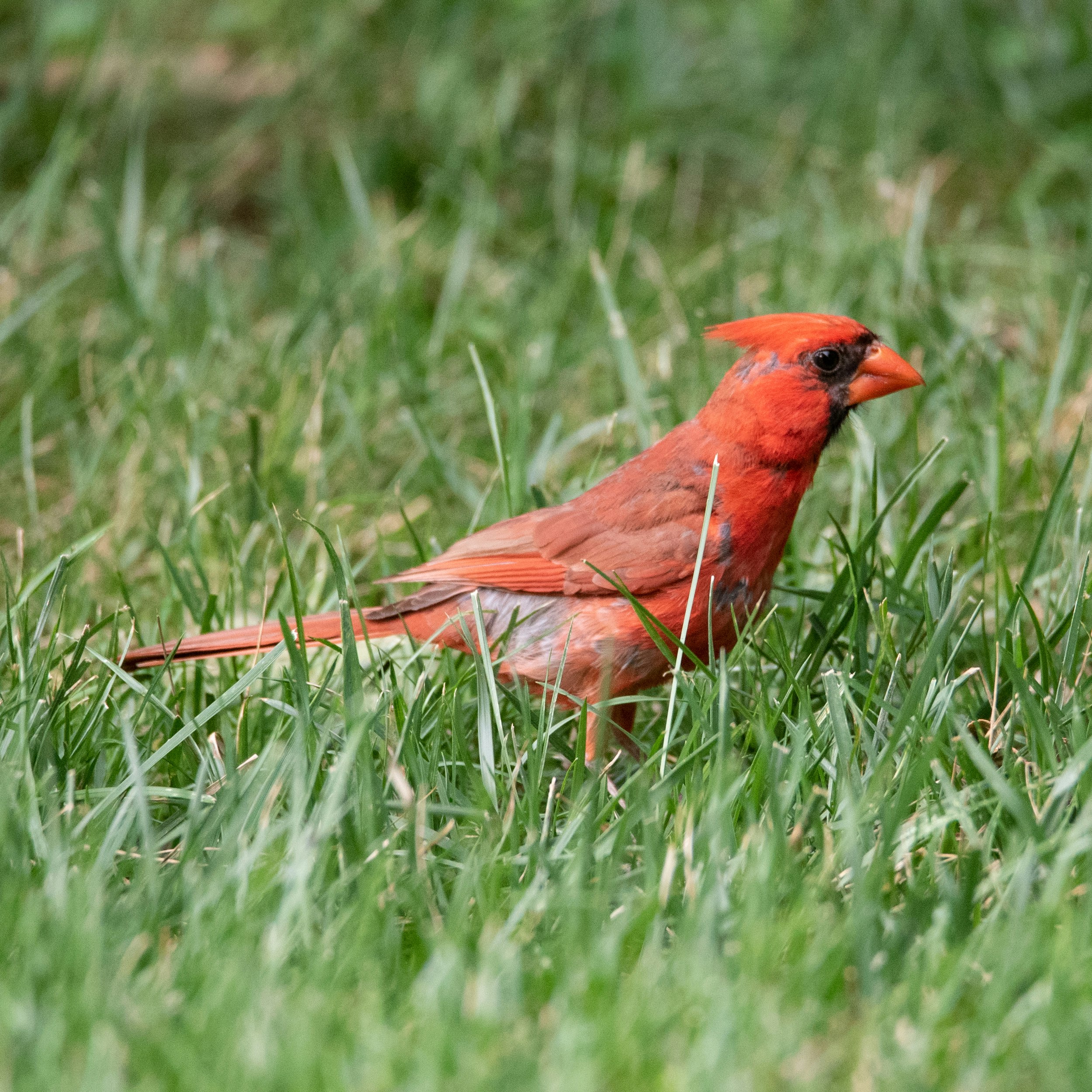 Red cardinal bird standing in grass.
