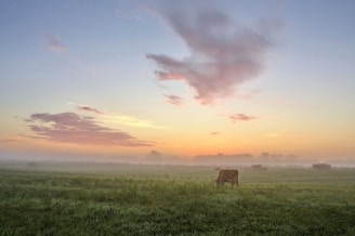 Dairy farmers milking cows at sunrise on a misty farm.