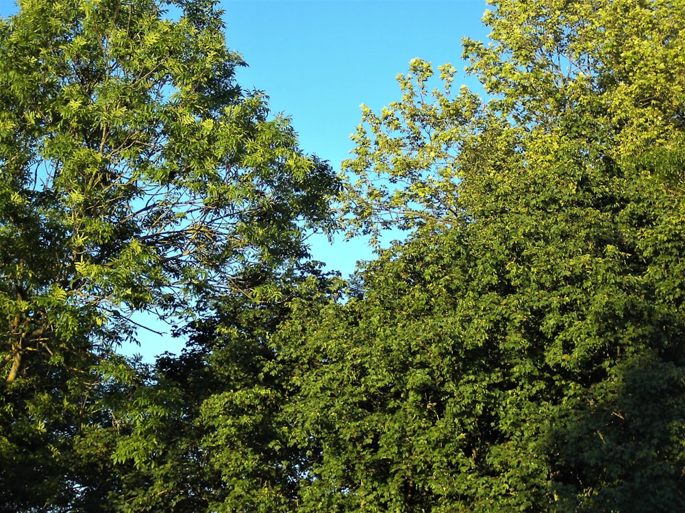 green trees under blue sky during daytime