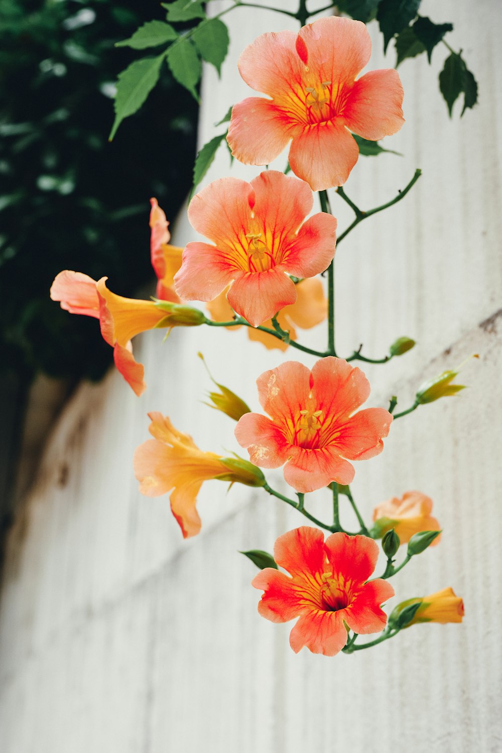 pink and white flowers in tilt shift lens