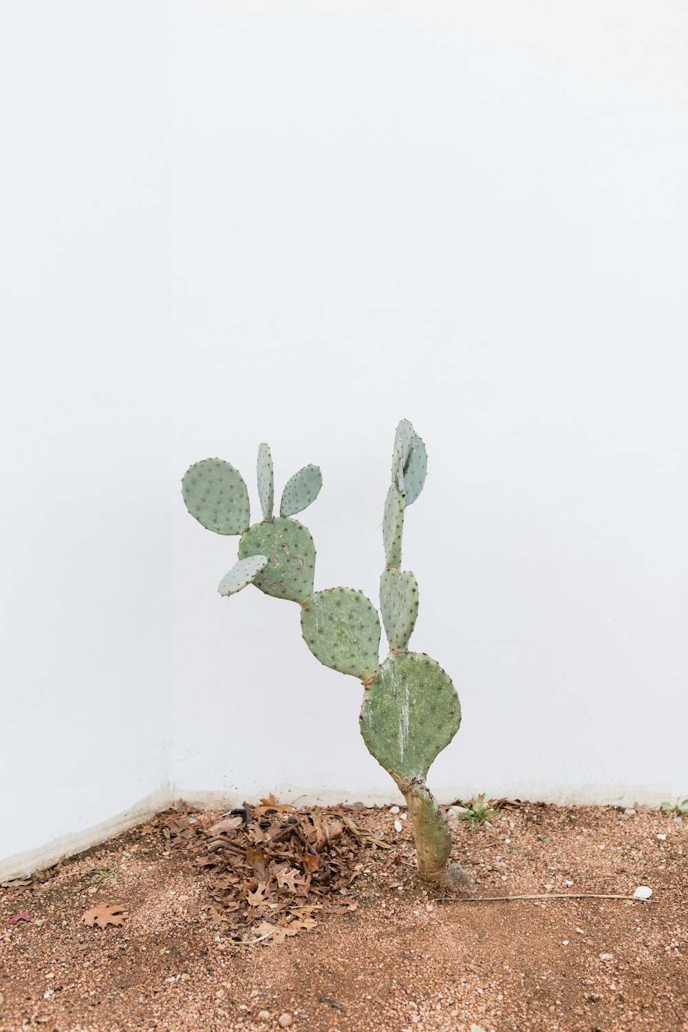 green plant on brown soil