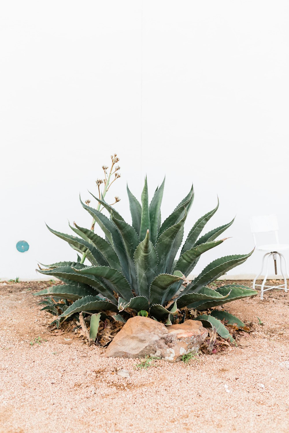 green plant on brown soil