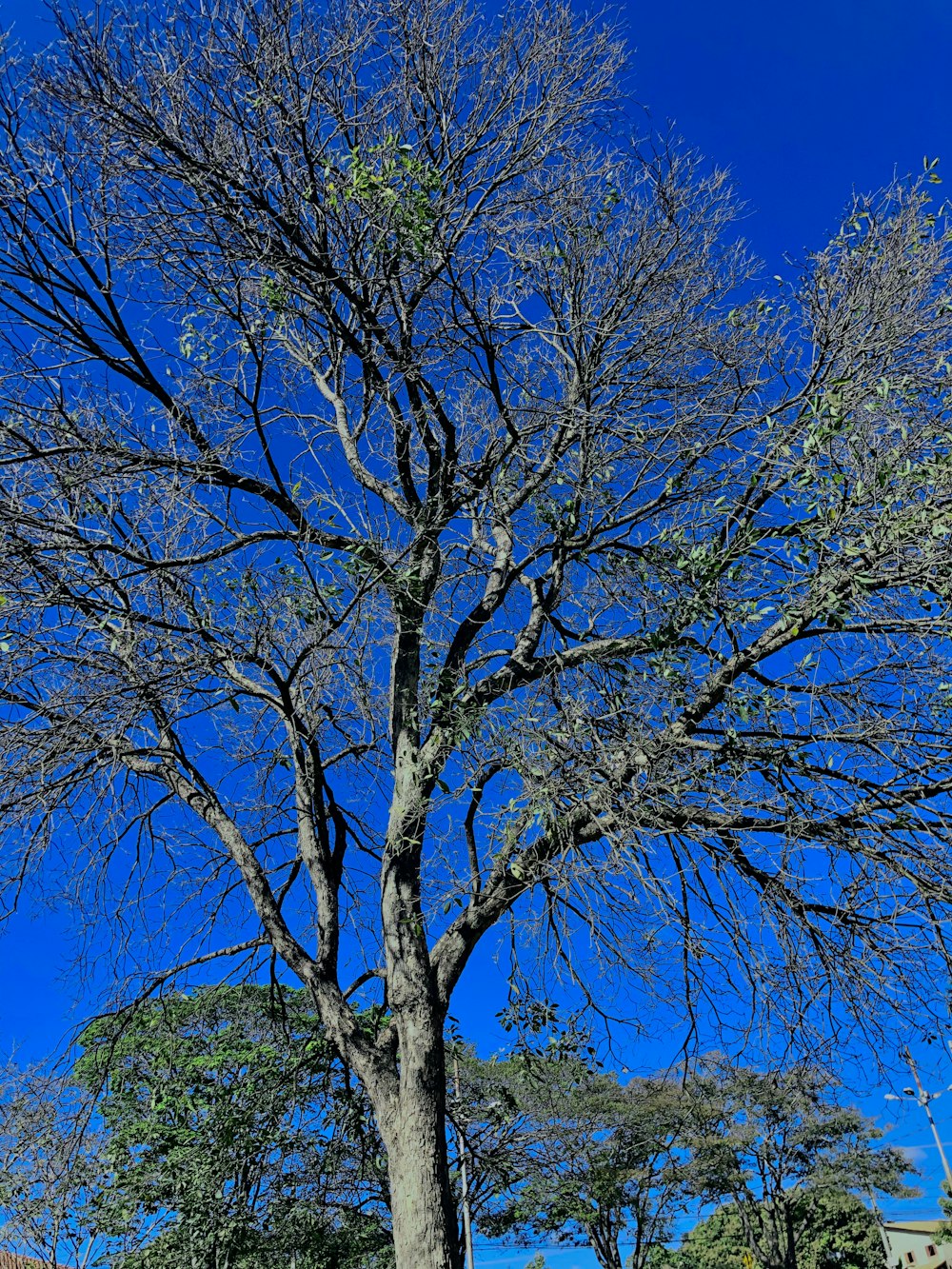 brown tree under blue sky during daytime