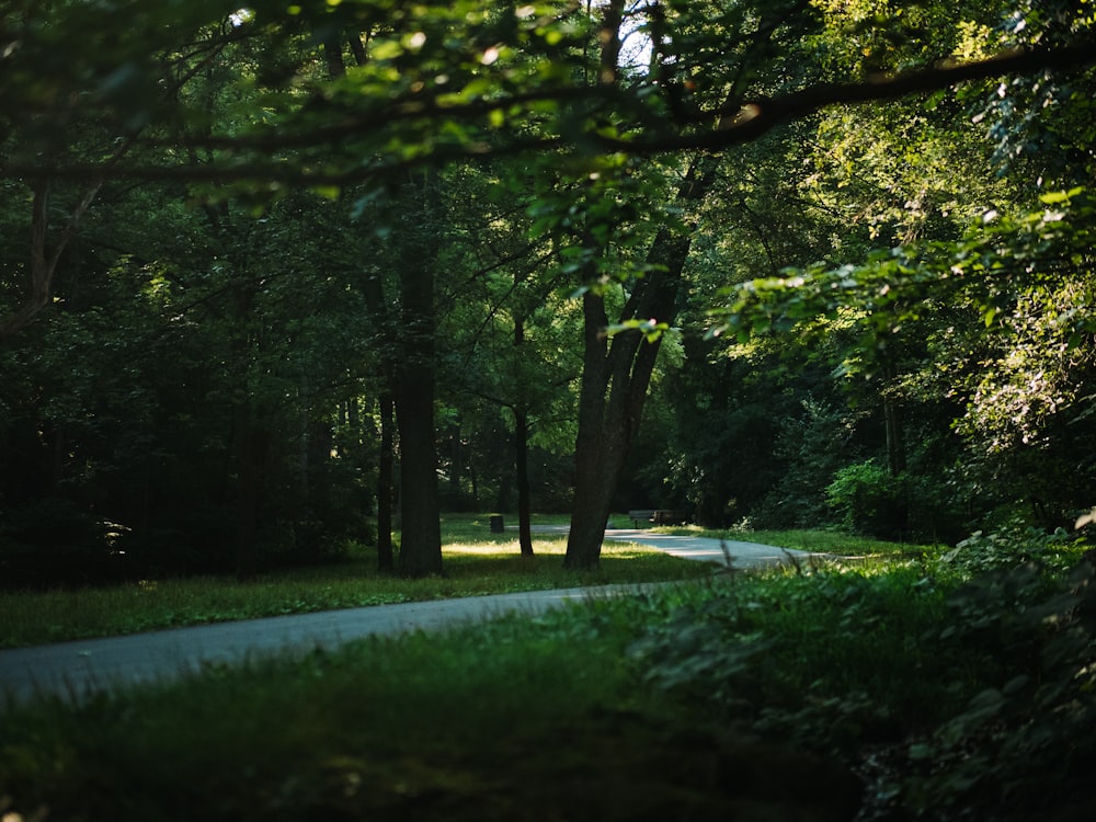 green trees beside road during daytime