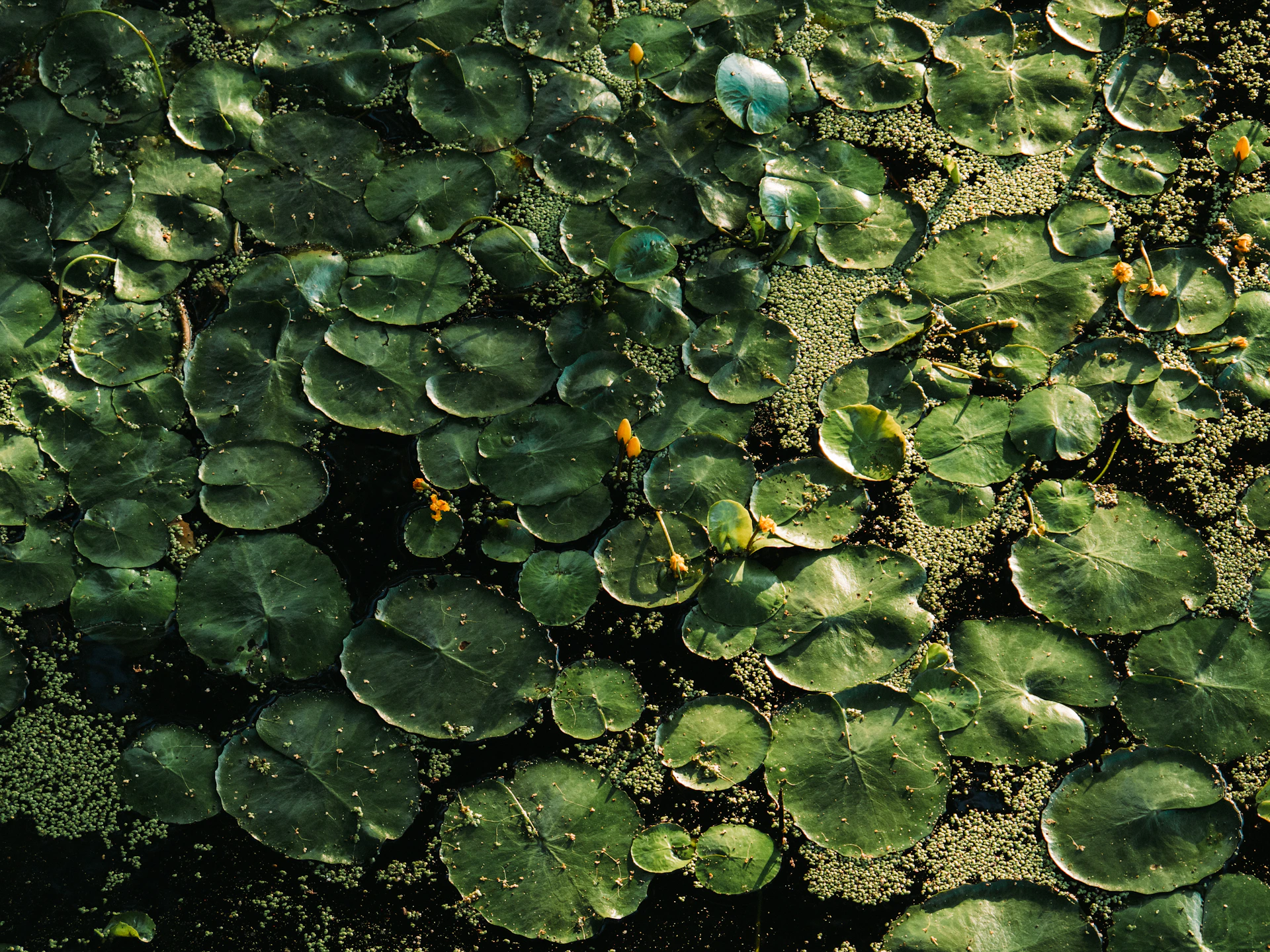 green and black leaves on water