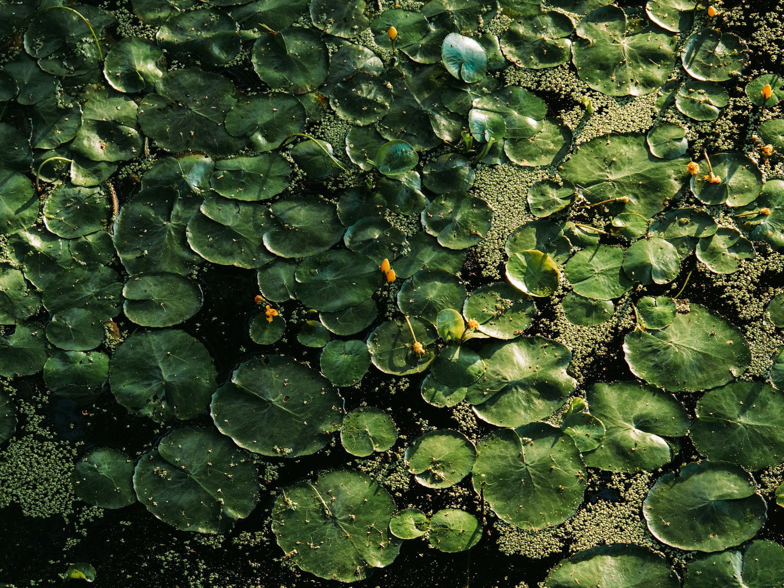 Panasonic Lumix G Vario 100-300mm F4-5.6 OIS sample photo. Green and black leaves photography