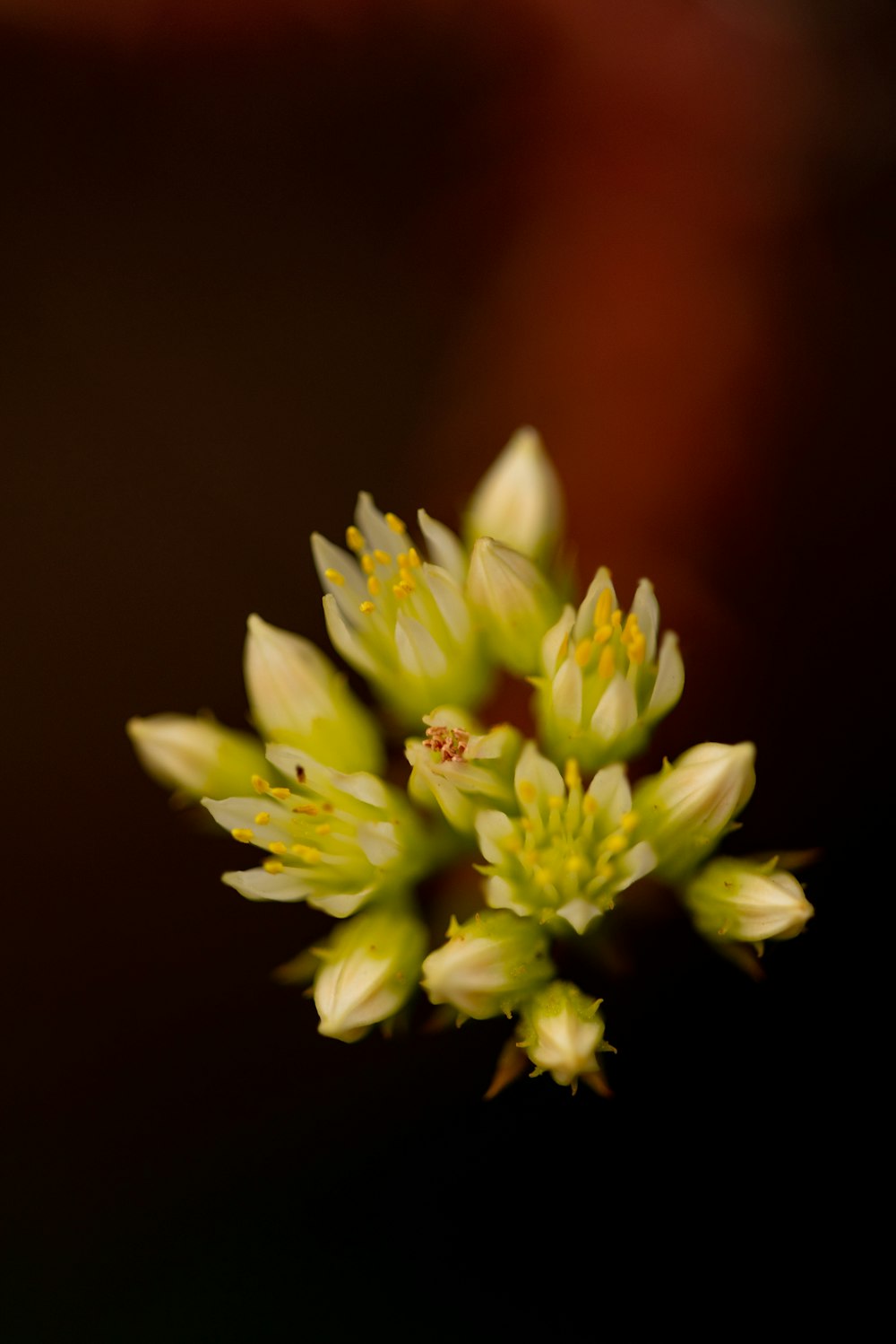 yellow flower in black background