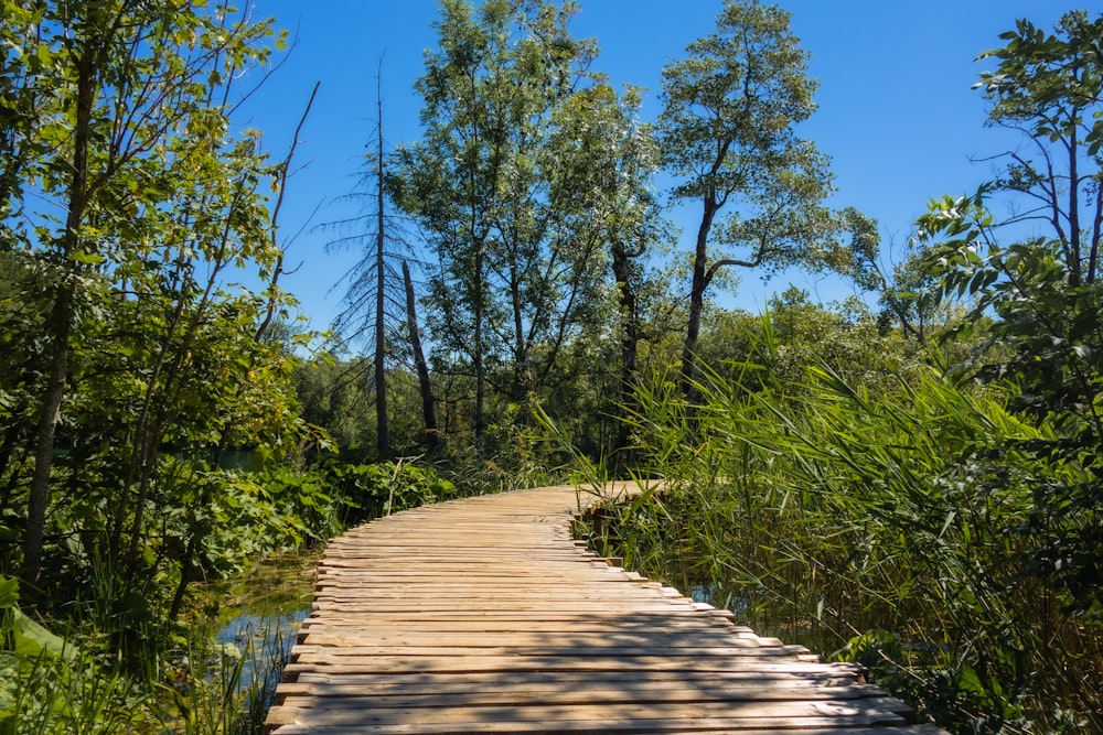 brown wooden pathway between green trees during daytime