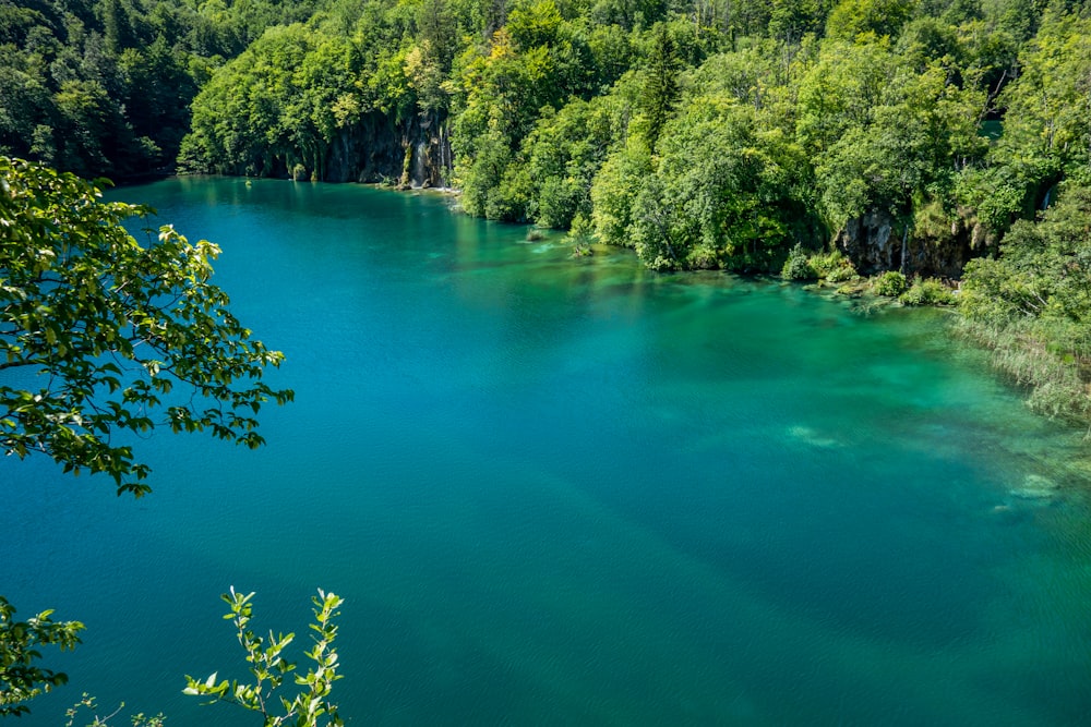 낮에는 푸른 나무로 둘러싸인 녹색 호수