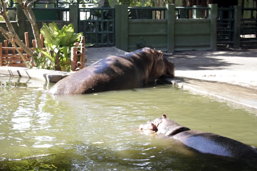 Two hippos are in a pool with one partly submerged, while the other is resting by the edge. The water appears greenish and there are plants and fencing surrounding the enclosure.