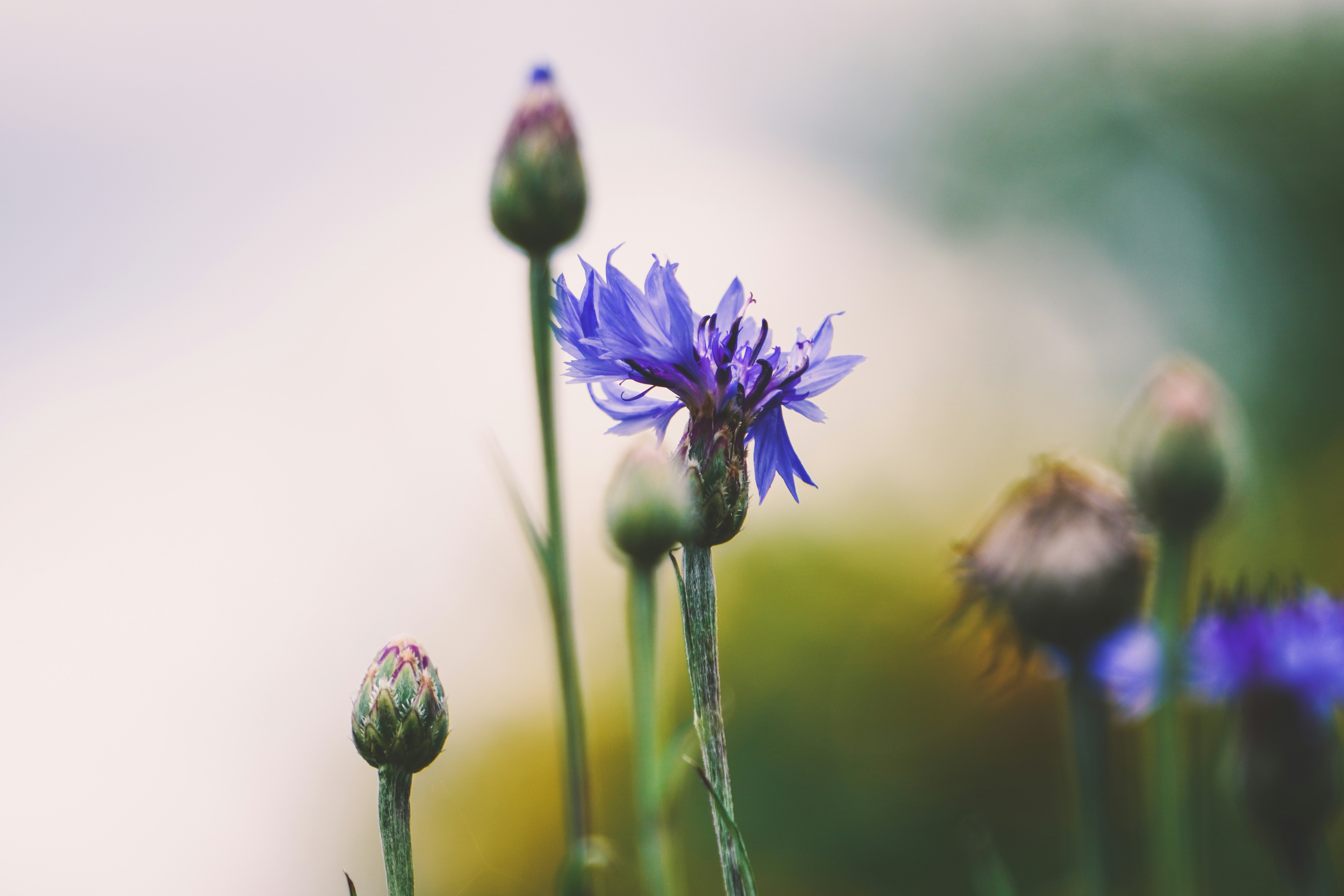 Photo by kat_von_wood