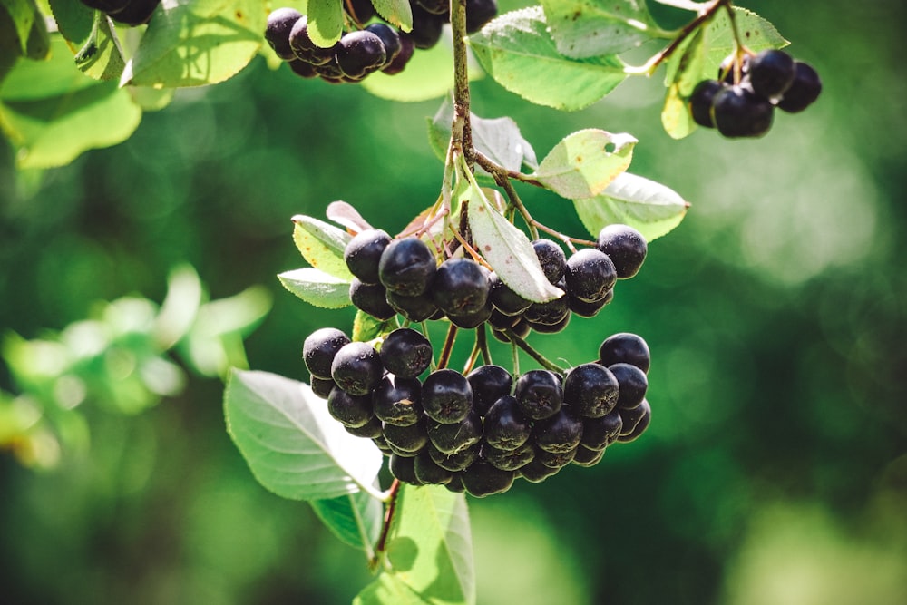 black round fruits on green leaves