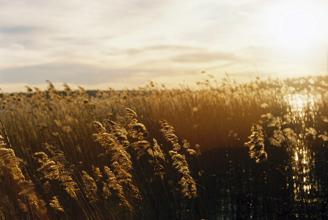 brown wheat field during daytime