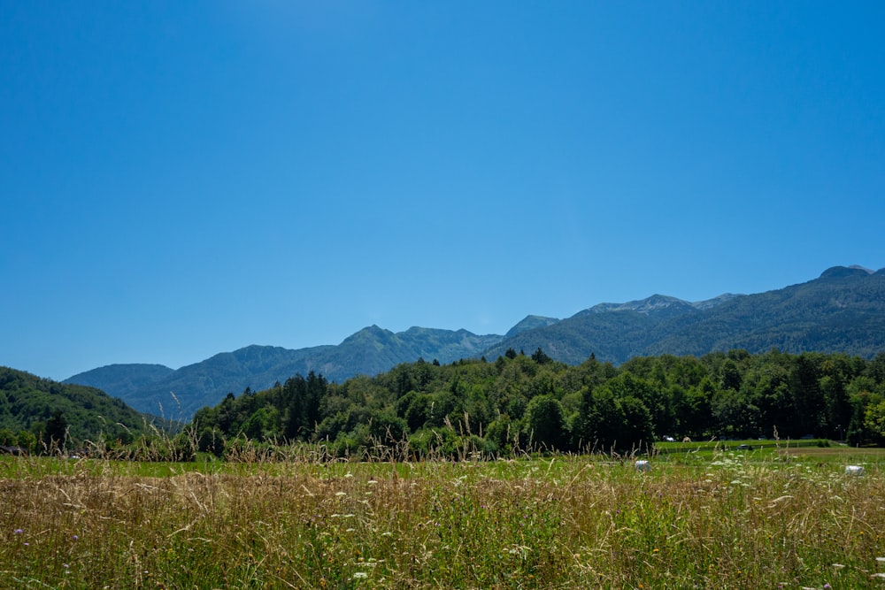 green grass field near mountain under blue sky during daytime