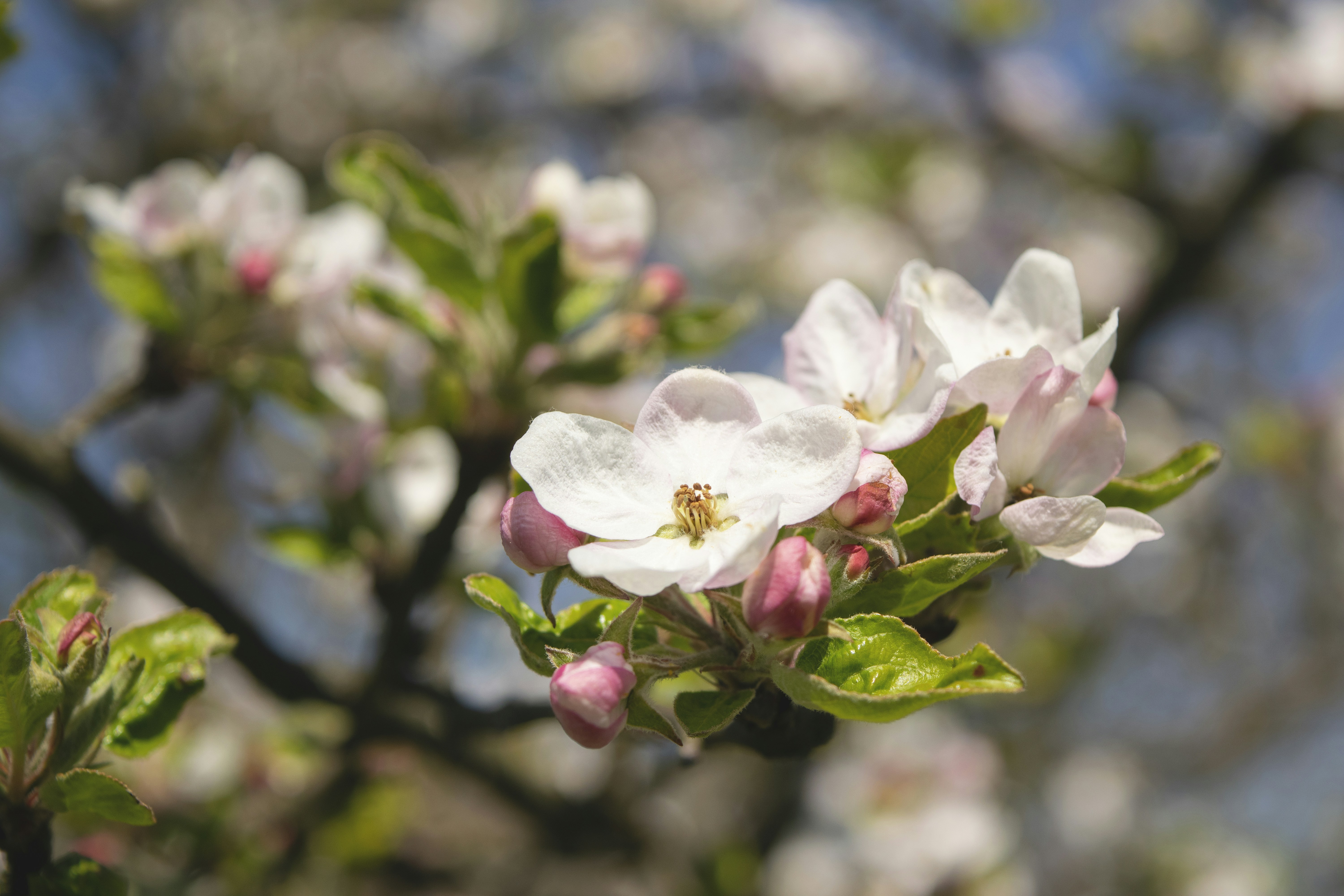 Apple Blossom Pictures Download Free Images On Unsplash