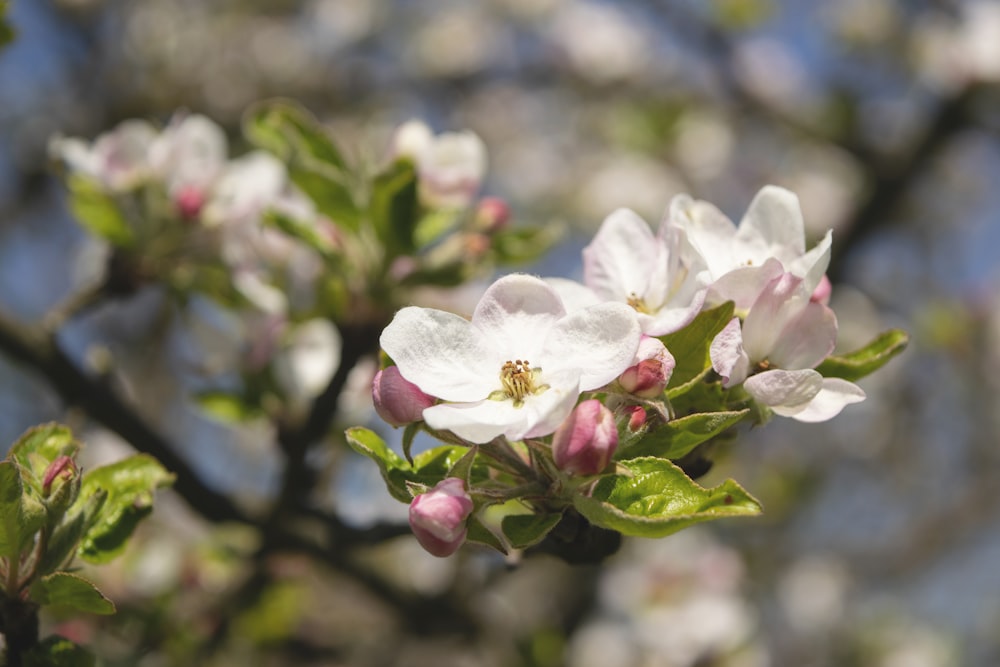 white and pink flower in tilt shift lens