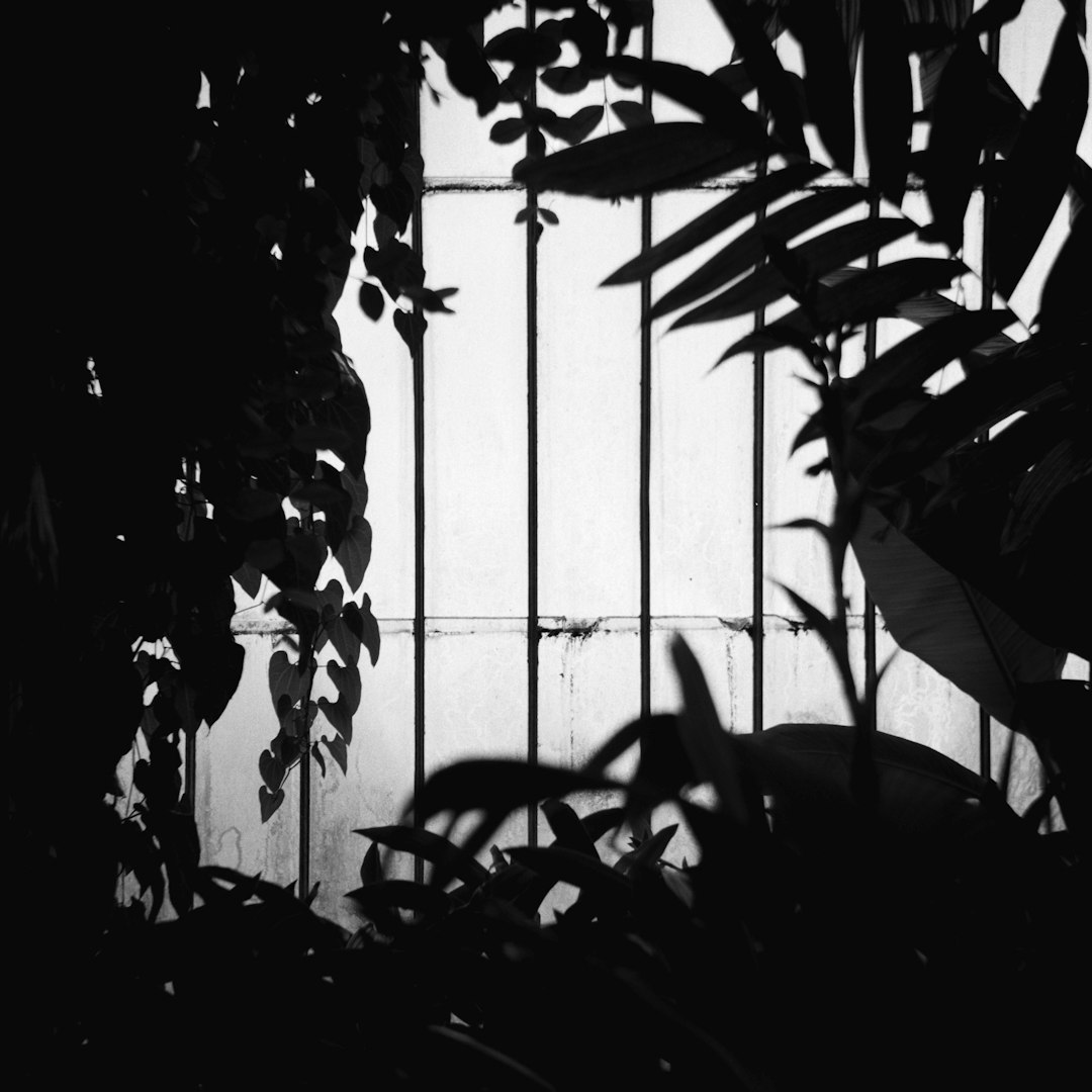 grayscale photo of plant near window