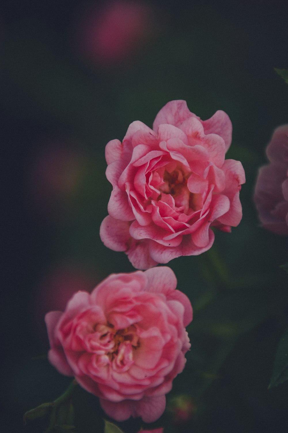 핑크 장미 꽃 클로즈업 사진