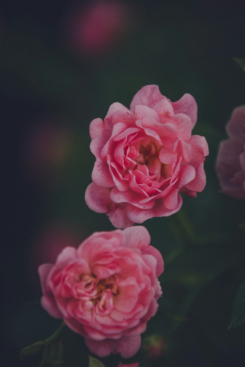 pink rose in bloom close up photo