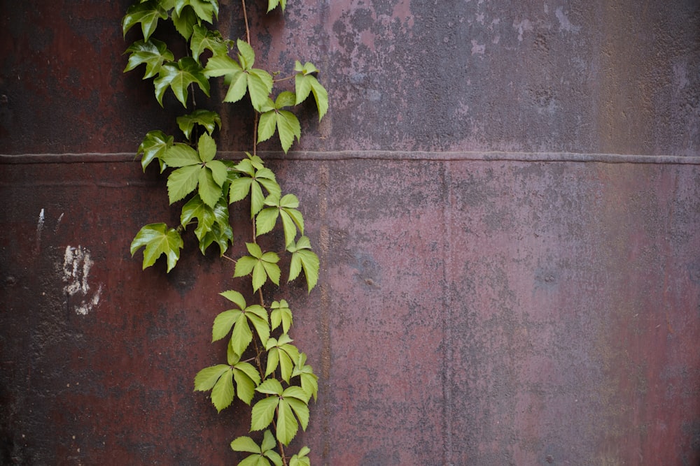 green plant on brown brick wall