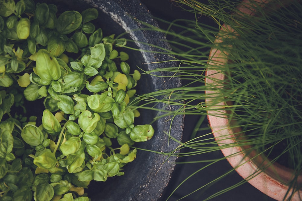 Plante verte sur pot rond noir