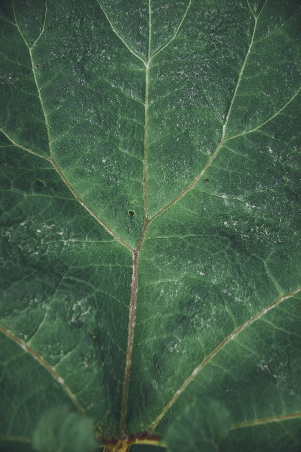 green leaf in close up photography