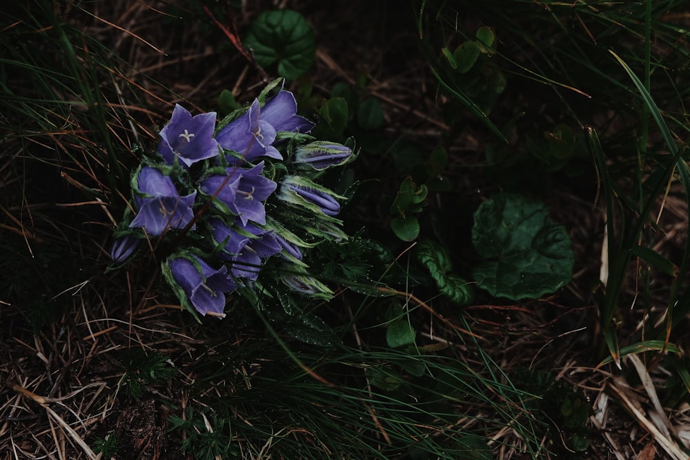 緑の芝生に紫色の花