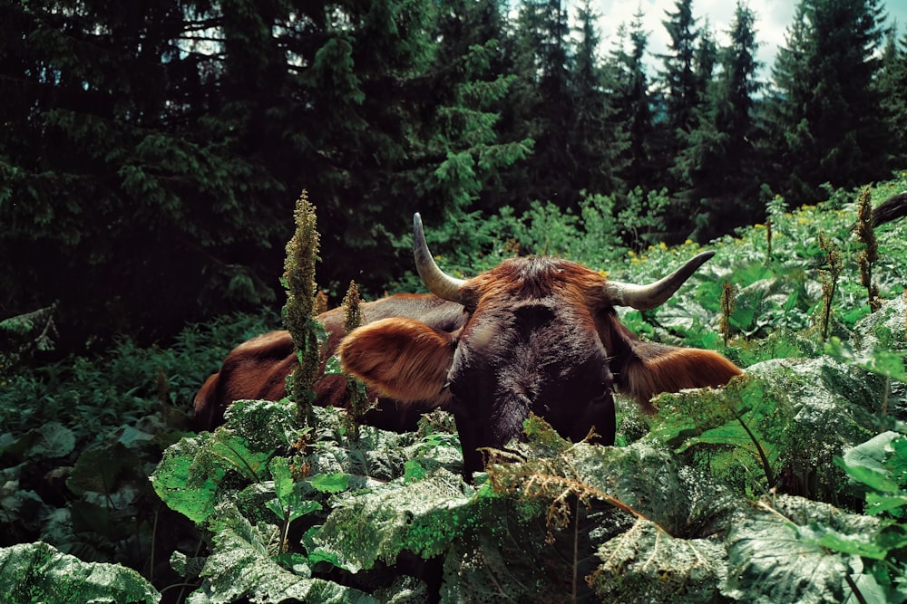 brown cow on green grass field during daytime